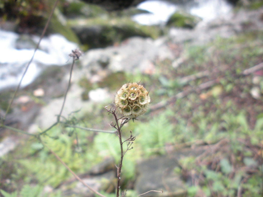 Scabiosa uniseta ?